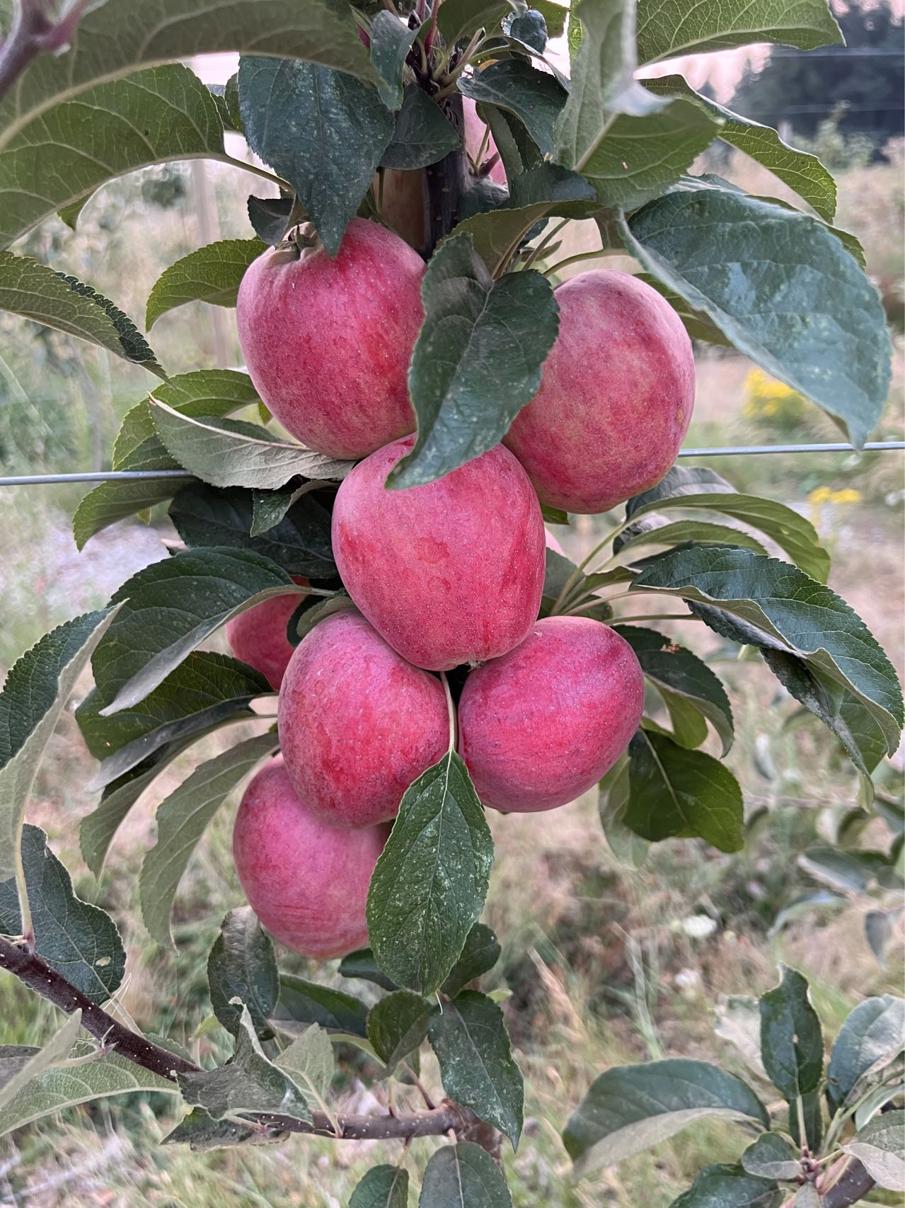 Santiam Red Gala Apple Tree on M7, bare root, excellent disease resistance, early ripening