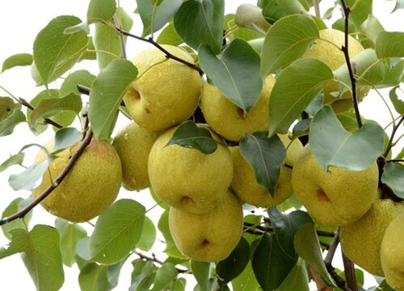 Suling Pear Dangshan Su Li Asian Pear on Betulifolia , bare root, 砀山酥梨,碭山酥梨 ...