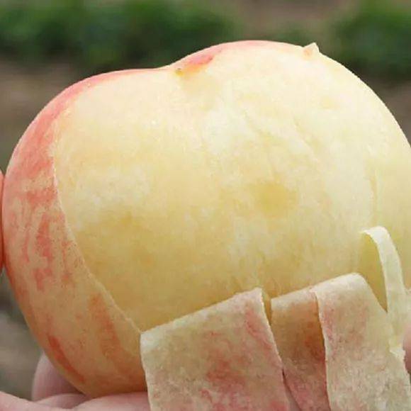 Japanese Hakuho Honey Peach Tree, 白鳳（はくほう，Hakuhō）すいみつとう（白凤水蜜桃）