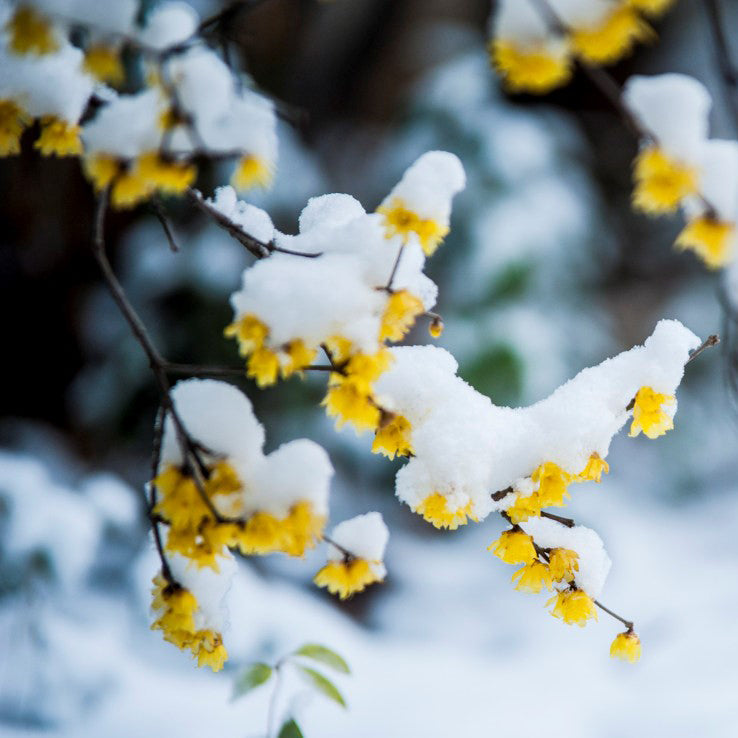 Wintersweet tree,Japanese allspice, ice flower. Chimonanthus praecox 腊梅，蜡梅苗  US Seller