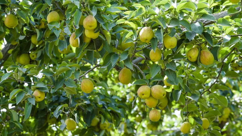 Xinjiang Korla Fragrant Pear tree, Bare root 庫爾勒香梨（コルラシャンリー）,库尔勒香梨