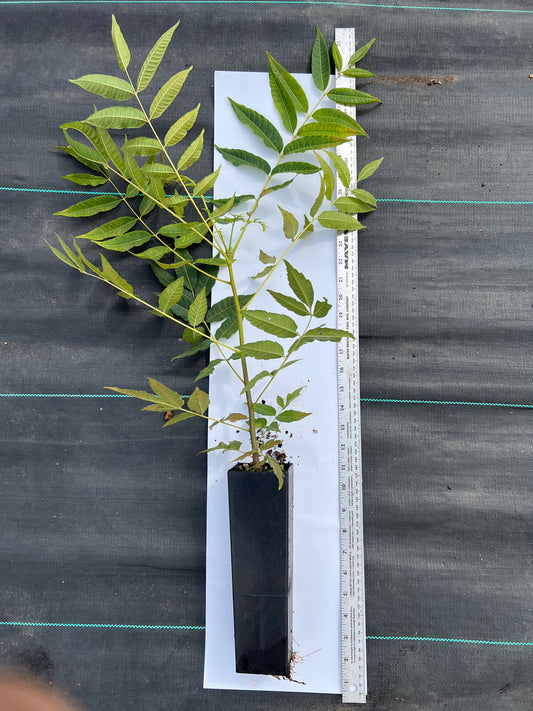 Fragrant Spring Tree, 香椿