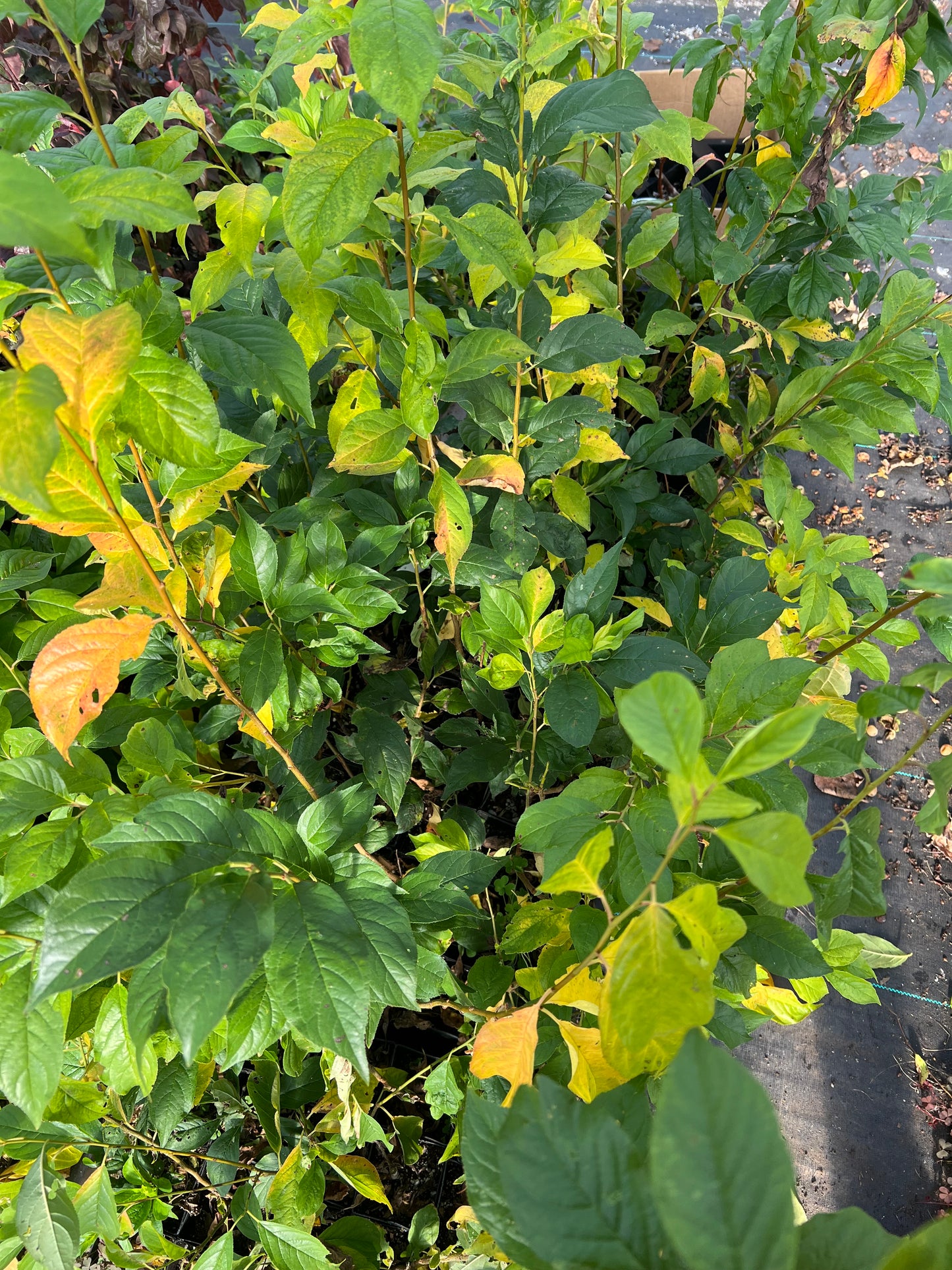 Beauty Plum Tree, Self-fruitful,  36" tall