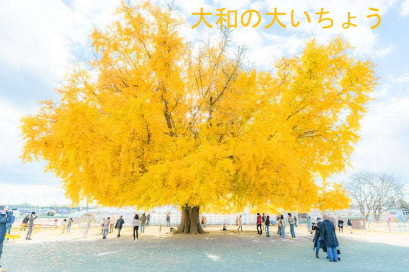 Japanese Ginkgo Tree, Potted 银杏，銀杏イチョウ
