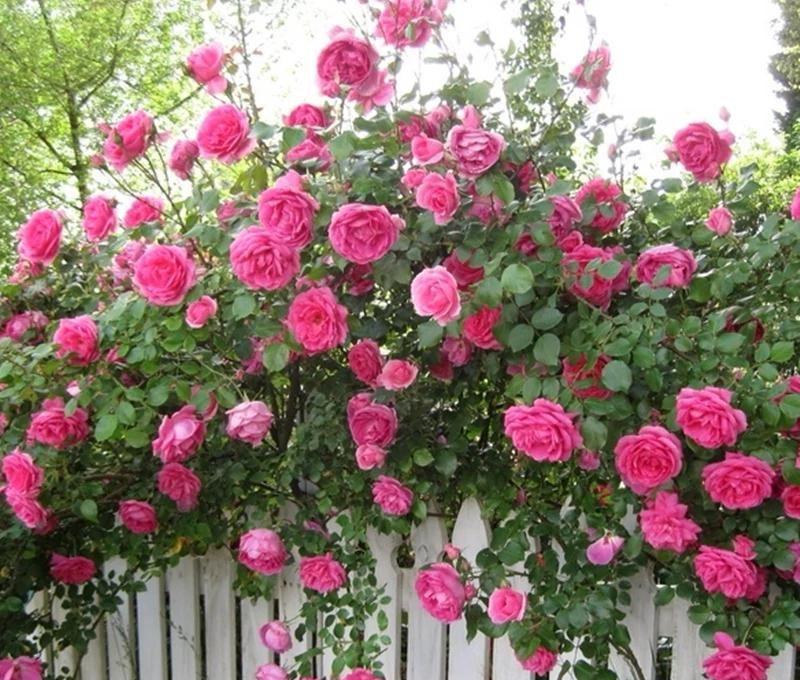 Parade Climbing Rose – Large Pink Blooms, Vigorous Hardy Climber, Live Potted Plant