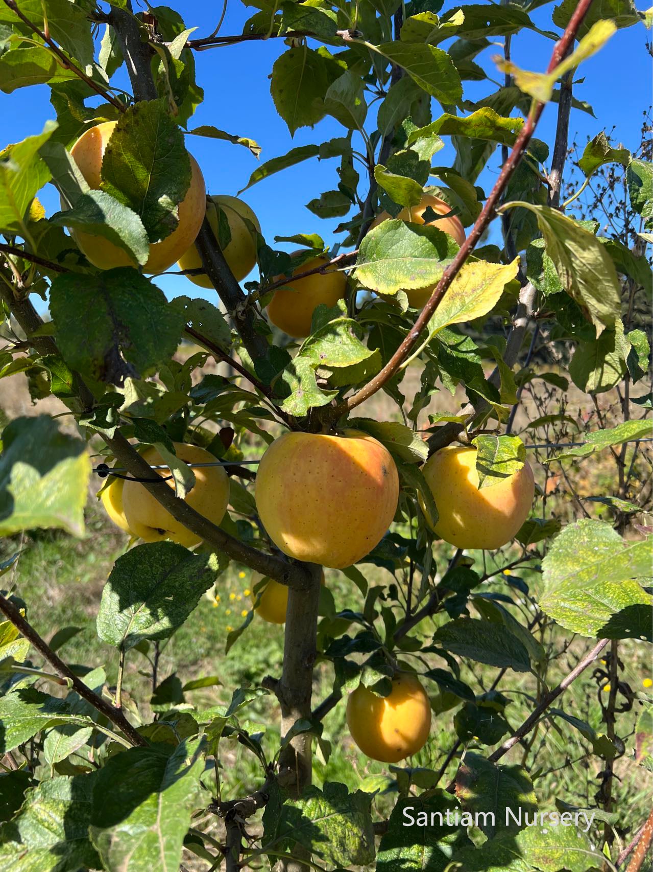 Japanese Aomori Toki apple tree, bare root, 青森水蜜桃蘋果，土岐（拓季）