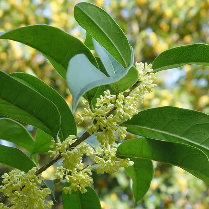 Sweet Osmanthus fragrans 'Semperflorens' tree,Fragnant Tea Olive, one gallon, 四季桂，四季木犀の花 ,year-round blooming