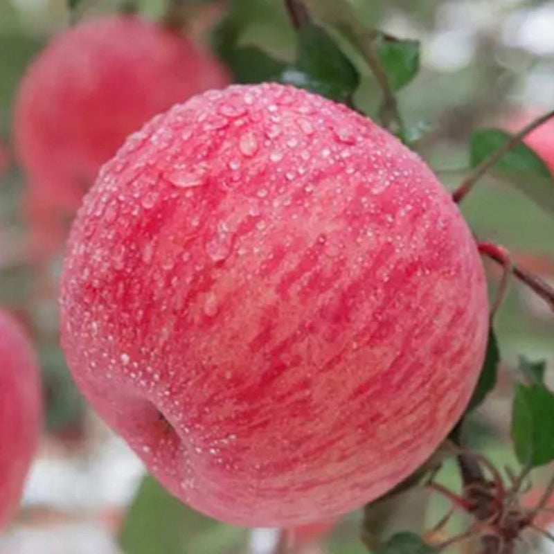 Japanese Rainbow Fuji Apple Tree, bare root, 条纹富士，ふじりんご