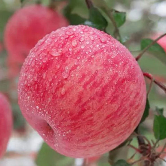 Japanese Rainbow Fuji Apple Tree, bare root, 条纹富士，ふじりんご