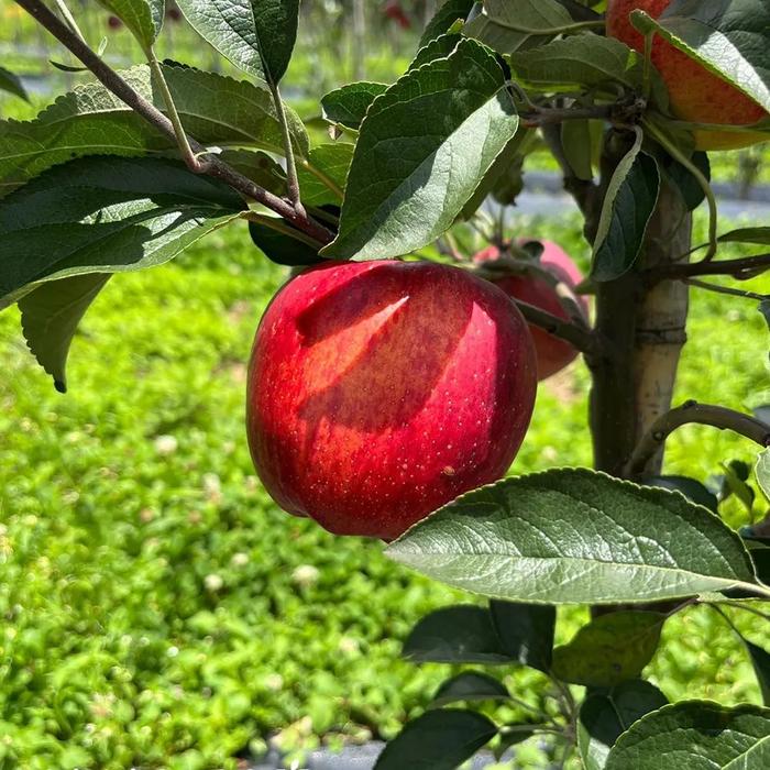 SugarCrisp Apple Tree on M7, Super sweet and crisp.