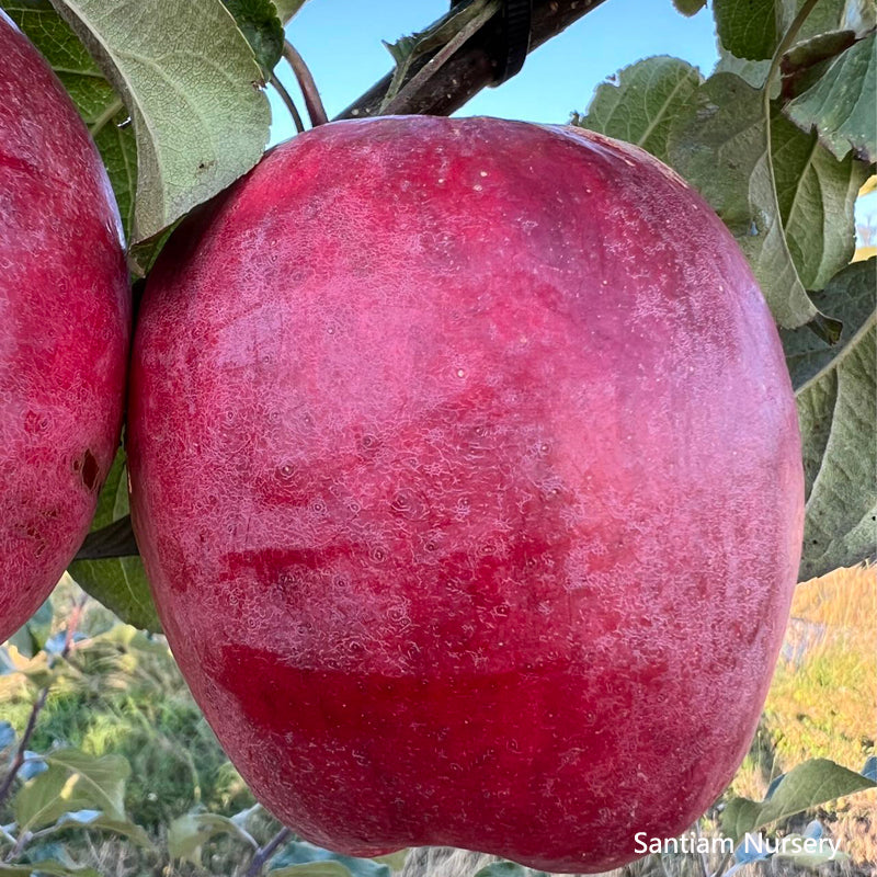 Santiam Red Giant Apple Tree on M7, bare root,3/8" 32 iches tall