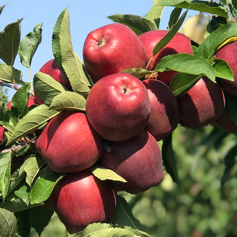 Red Delicious Apple Tree on M7, bare root, スターキング・デリシャス　リンゴ, 红星苹果