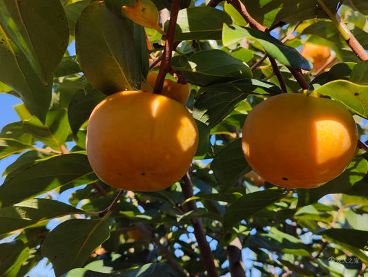 Fuyu Jiro Japanese Persimmon Tree 次郎（じろう）完全甘柿  次郎日本甜柿