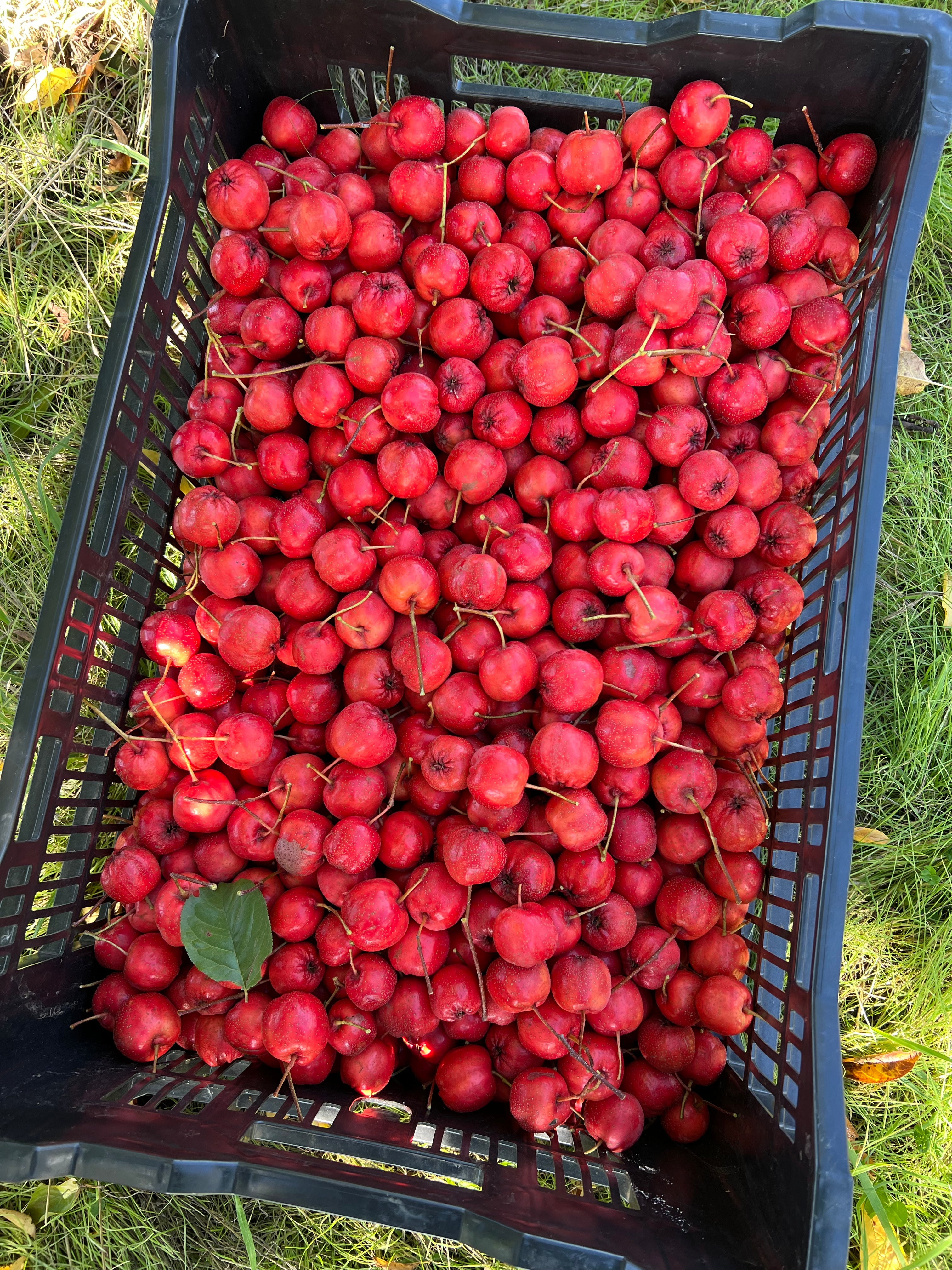 Giant Red Orange Chinese Hawthorn tree, bare root. 金桔红山楂