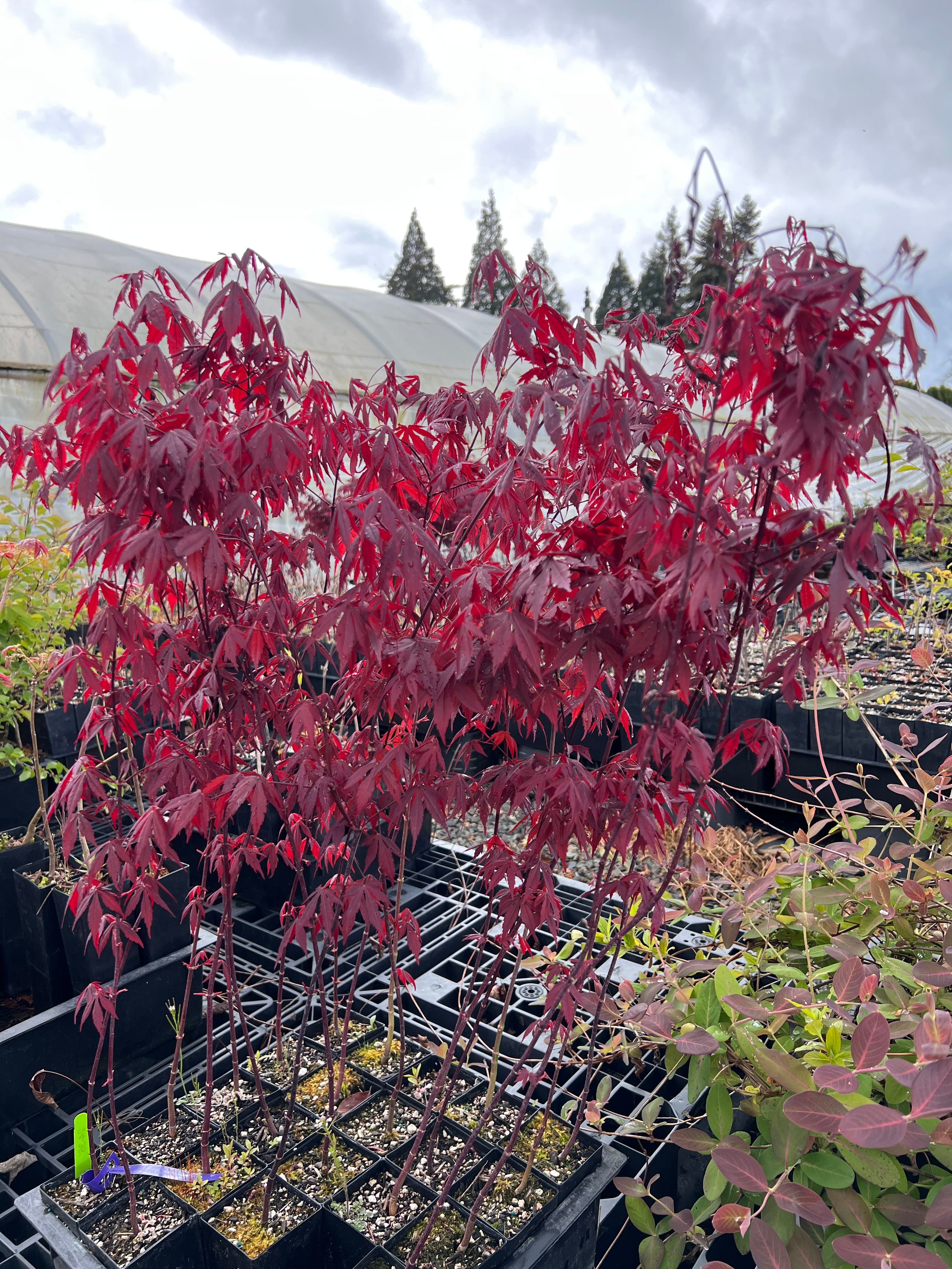 Red Japanese Maple tree Acer palmatum 伊呂波紅葉 いろはもみじ 日本