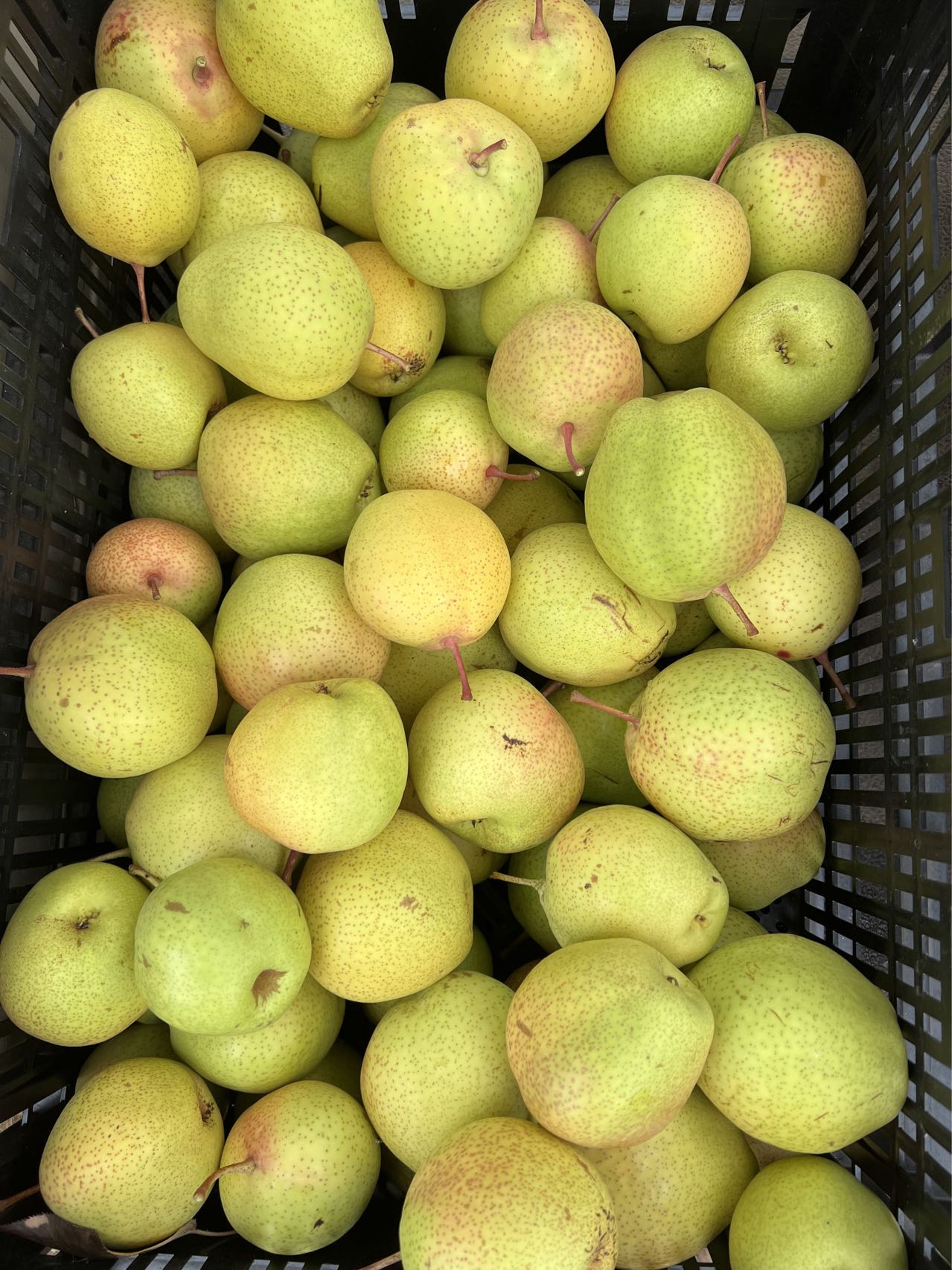 Emerald Crisp Asian Pear Tree, bare root，early variety, sweet and crispy