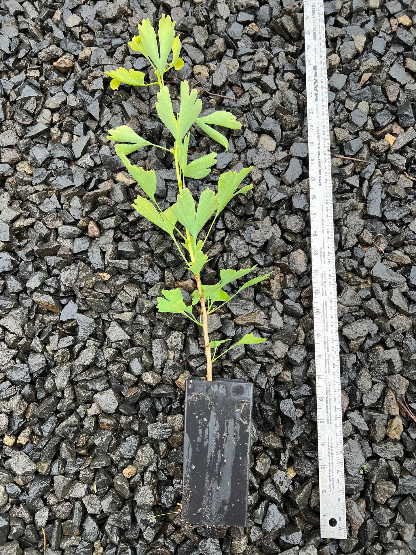 Japanese Ginkgo Tree, Potted 银杏，銀杏イチョウ
