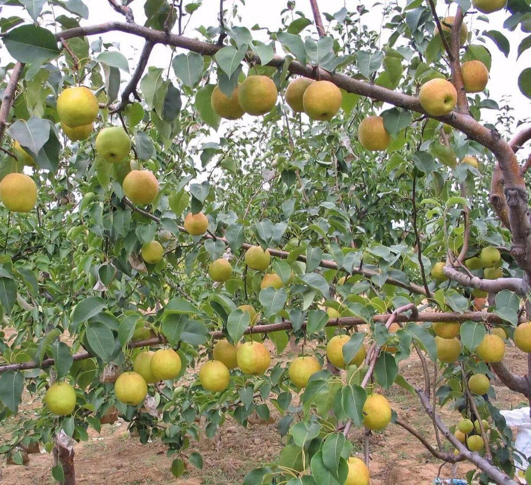 Yulu Fragrant Pear Tree, Asian Pear, bare root, 山西隰县玉露香梨