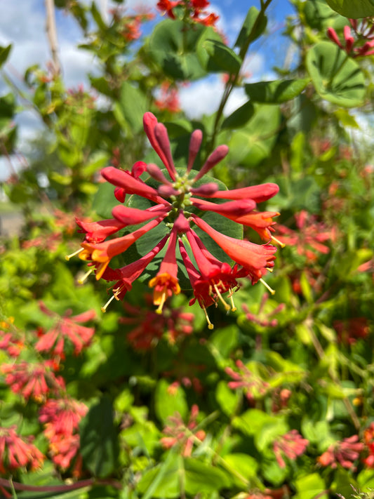 Orange Coral Honeysuckle  (Lonicera sempervirens 'Dropmore Scarlet')