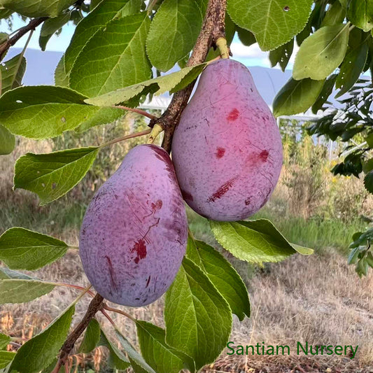Prune D'Ente 707 European Plum Tree, Potted, about 3 feet tall 西梅