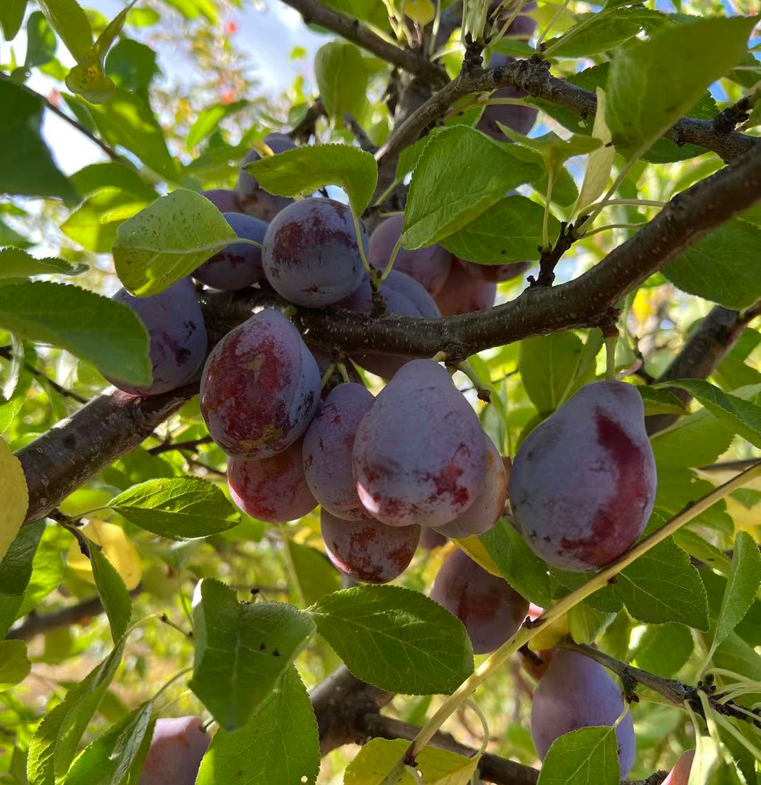 Prune D'Ente 707 European Plum Tree, Potted, about 3 feet tall 西梅 ...