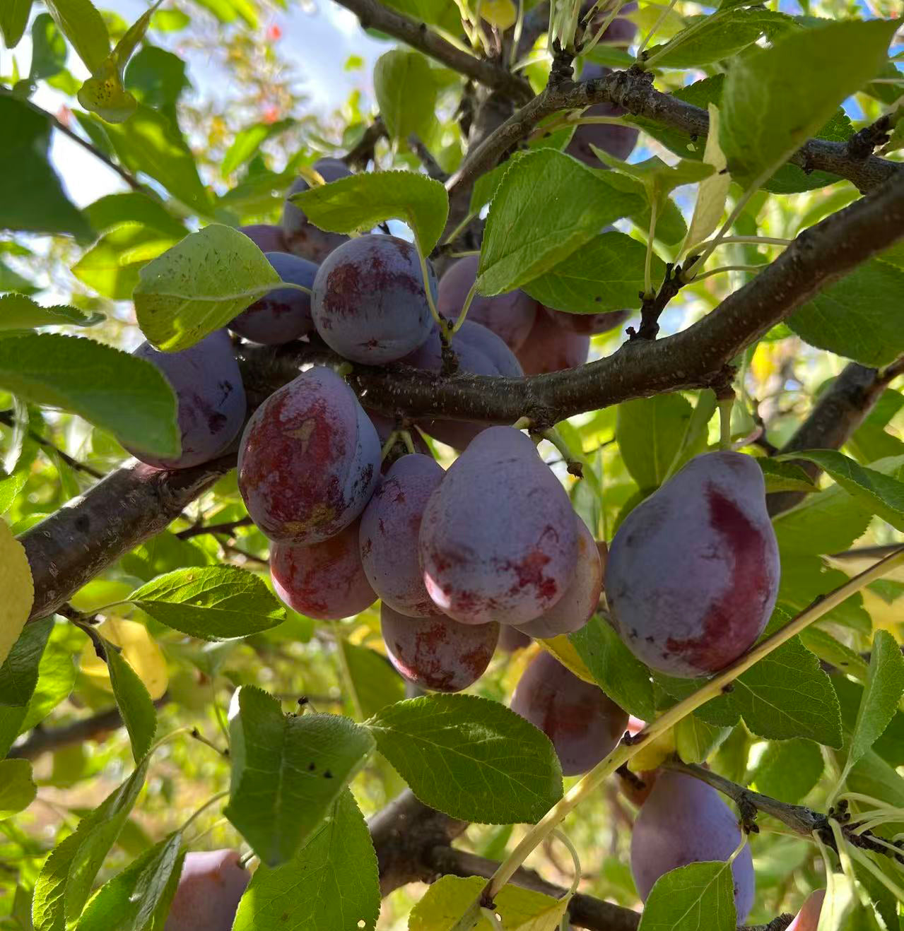 Prune D'Ente 707 European Plum Tree, Potted, about 3 feet tall 西梅