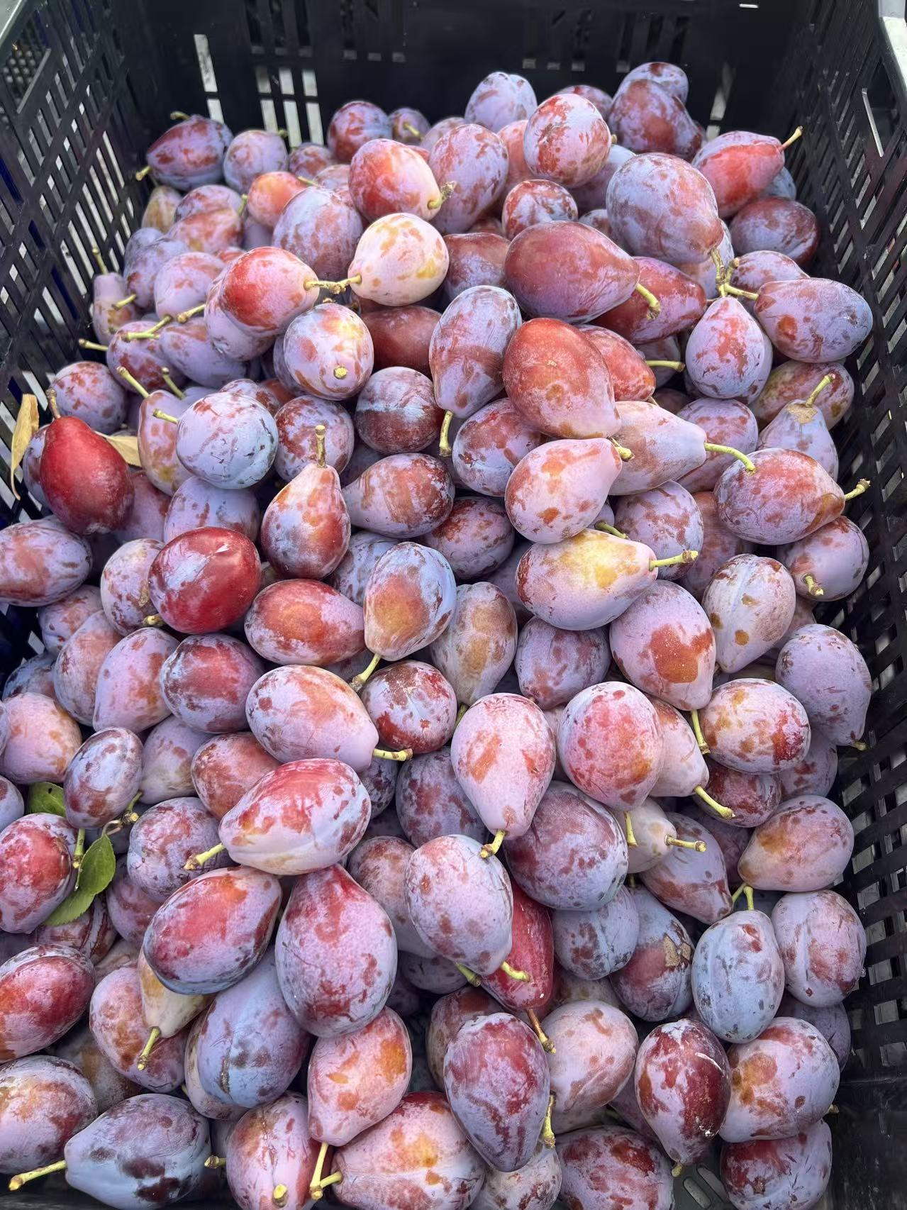 Prune D'Ente 707 European Plum Tree, Potted, about 3 feet tall 西梅