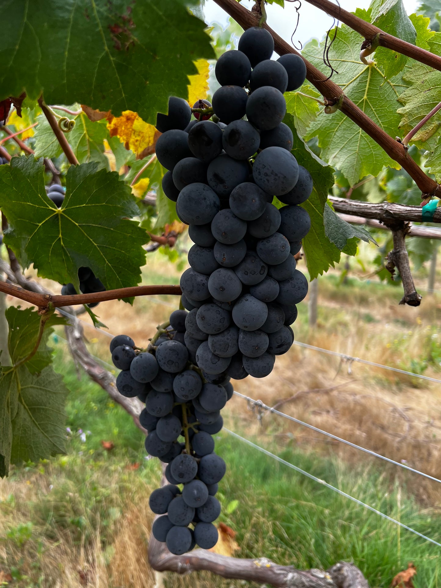 Japanese Kyoho Grape Plant, Potted, 巨峰葡萄苗 교호포도