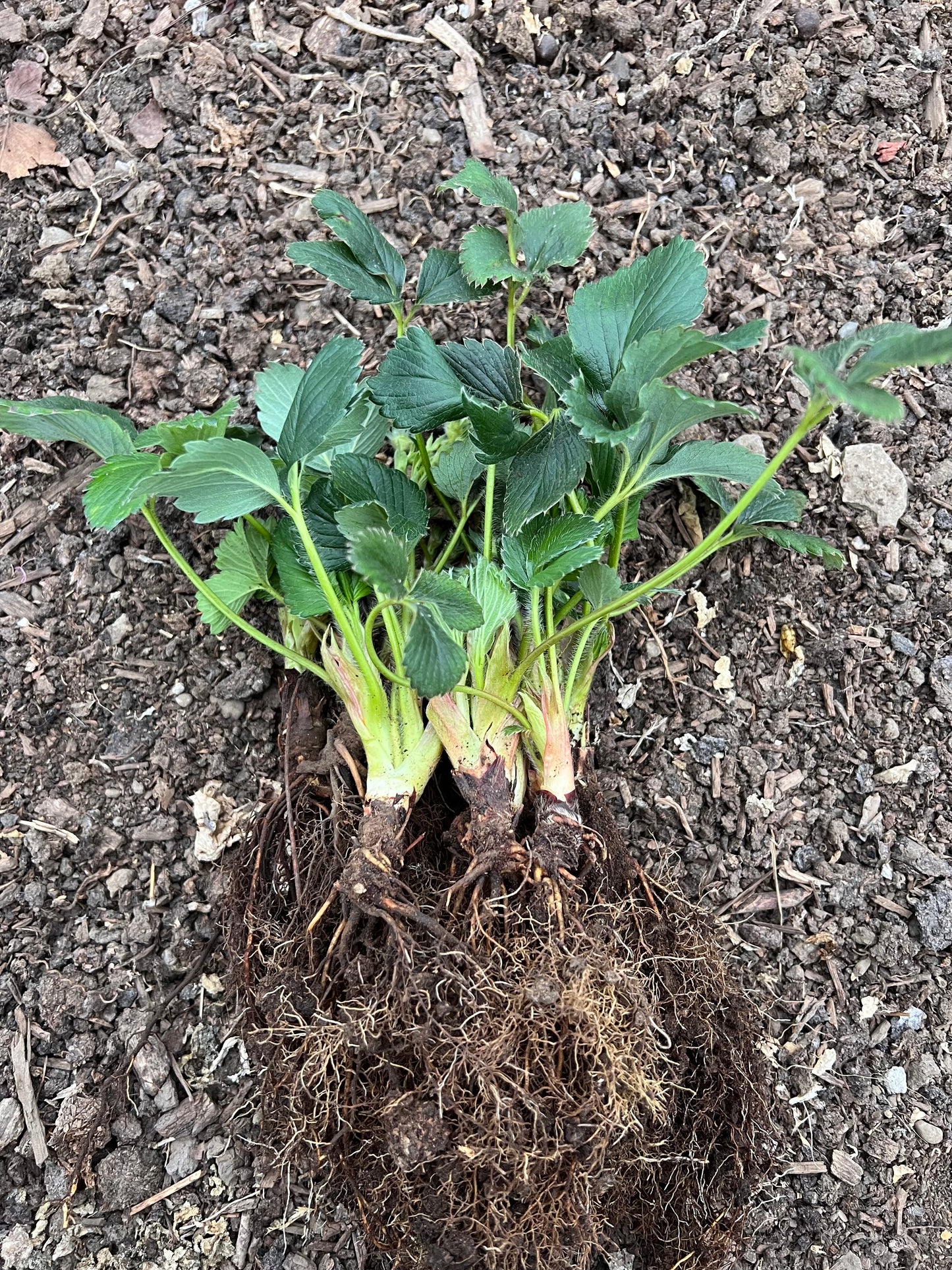 6 Japanese Benikahime Strawberry Plants, 紅香姫 べにかひめ