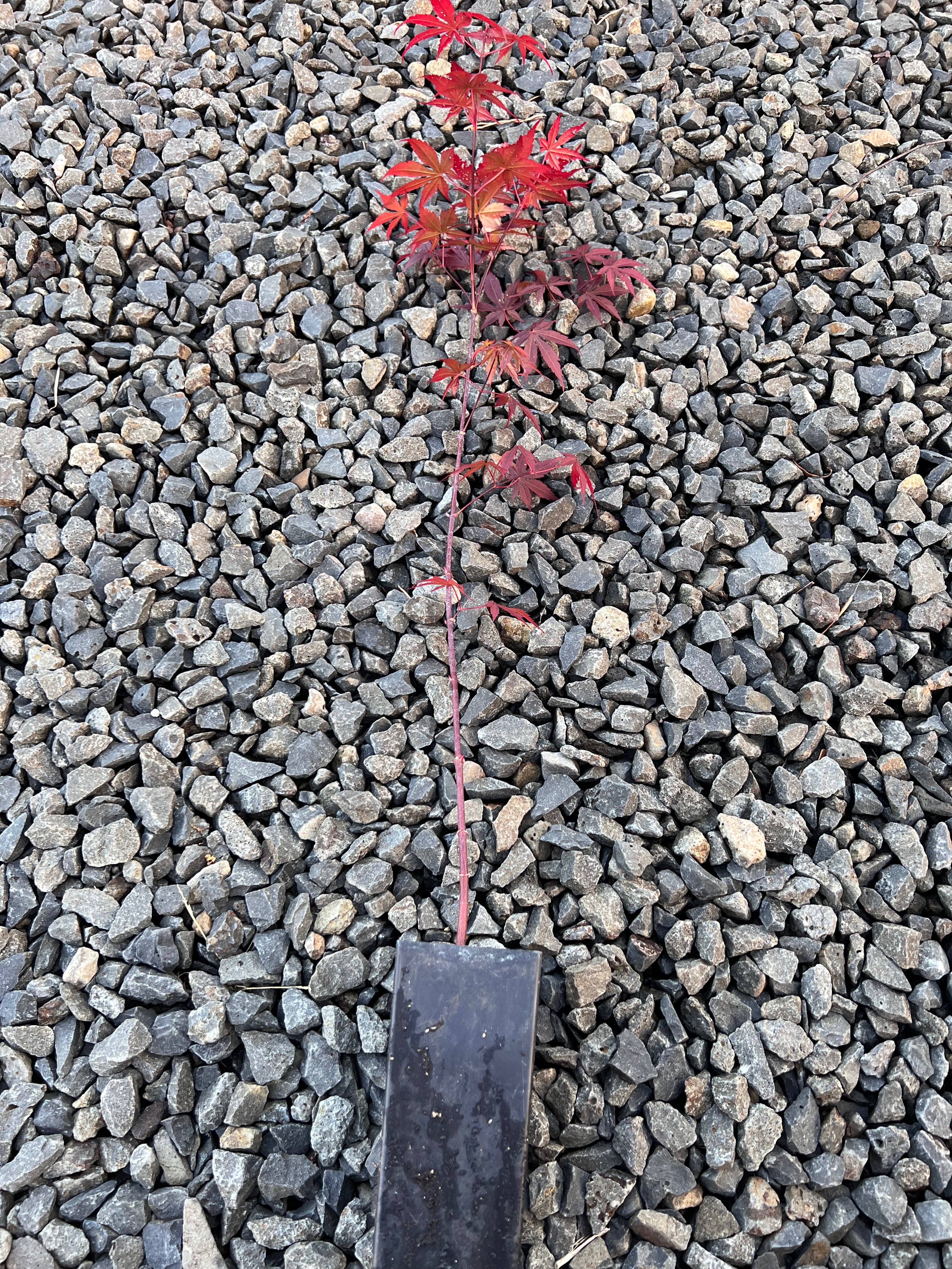 Red Japanese Maple tree Acer palmatum 伊呂波紅葉 いろはもみじ 日本