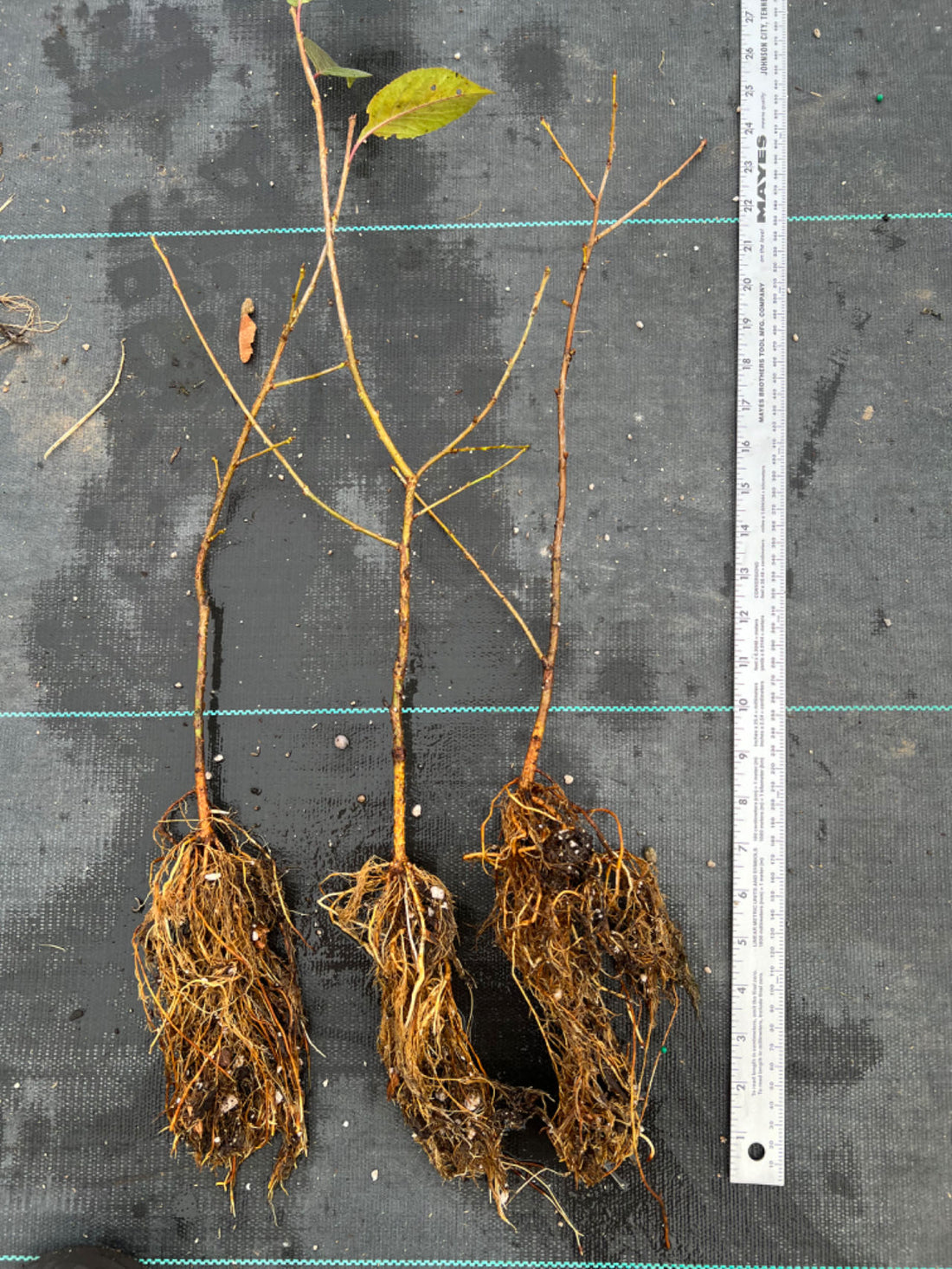 'Gisela 6' cherry rootstock ,semi drawf, graft your own cherry trees ...