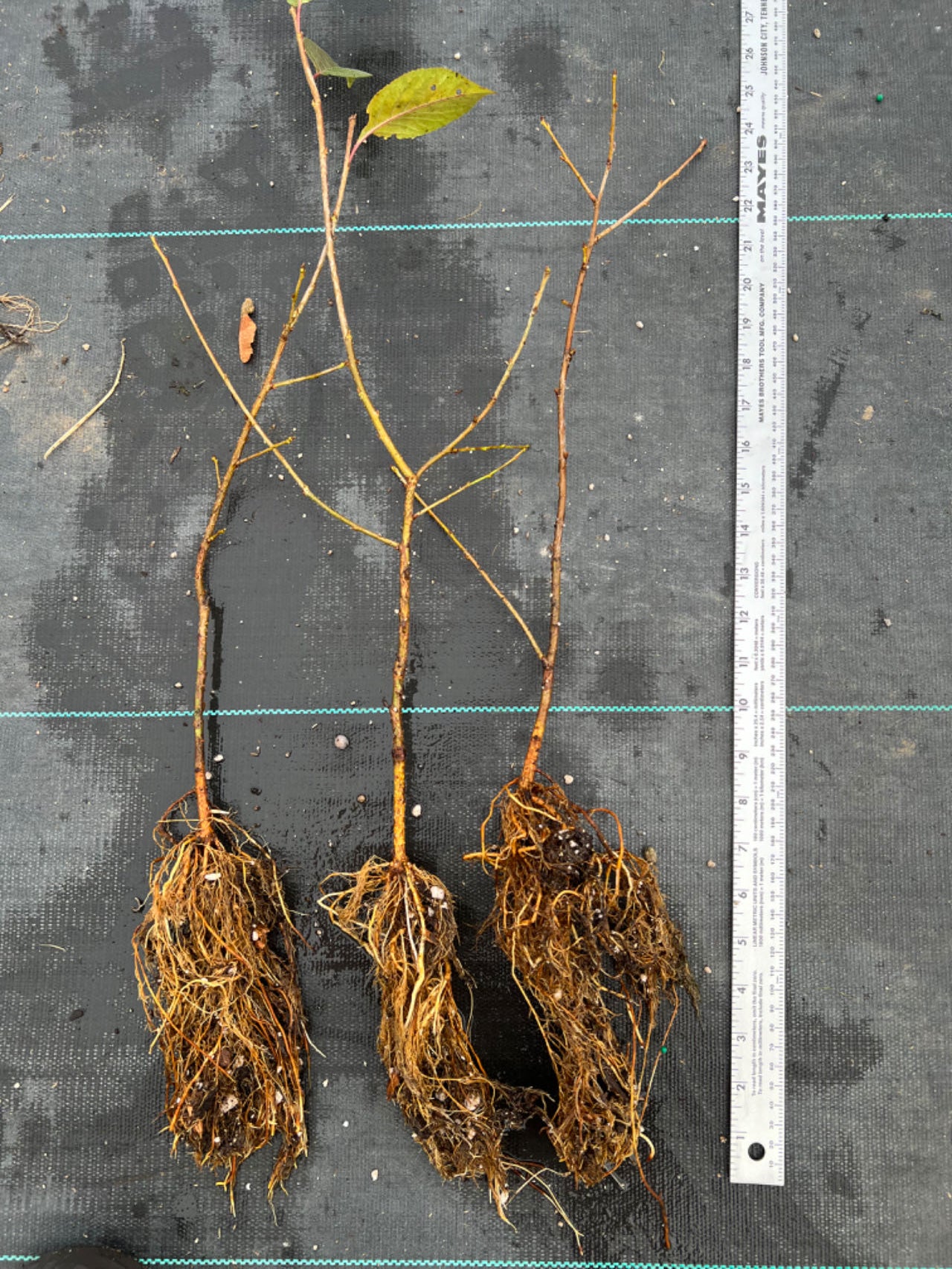 'Gisela 6'  cherry rootstock ,semi drawf, graft your own cherry trees