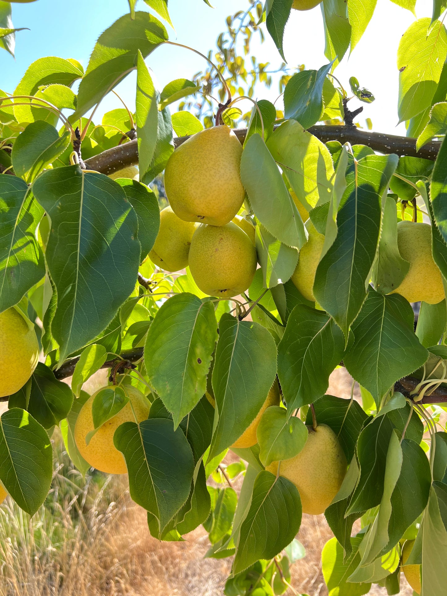 Honey Jar Asian Pear Tree, bare root, Very Sweet, Very Juicy, Very Early
