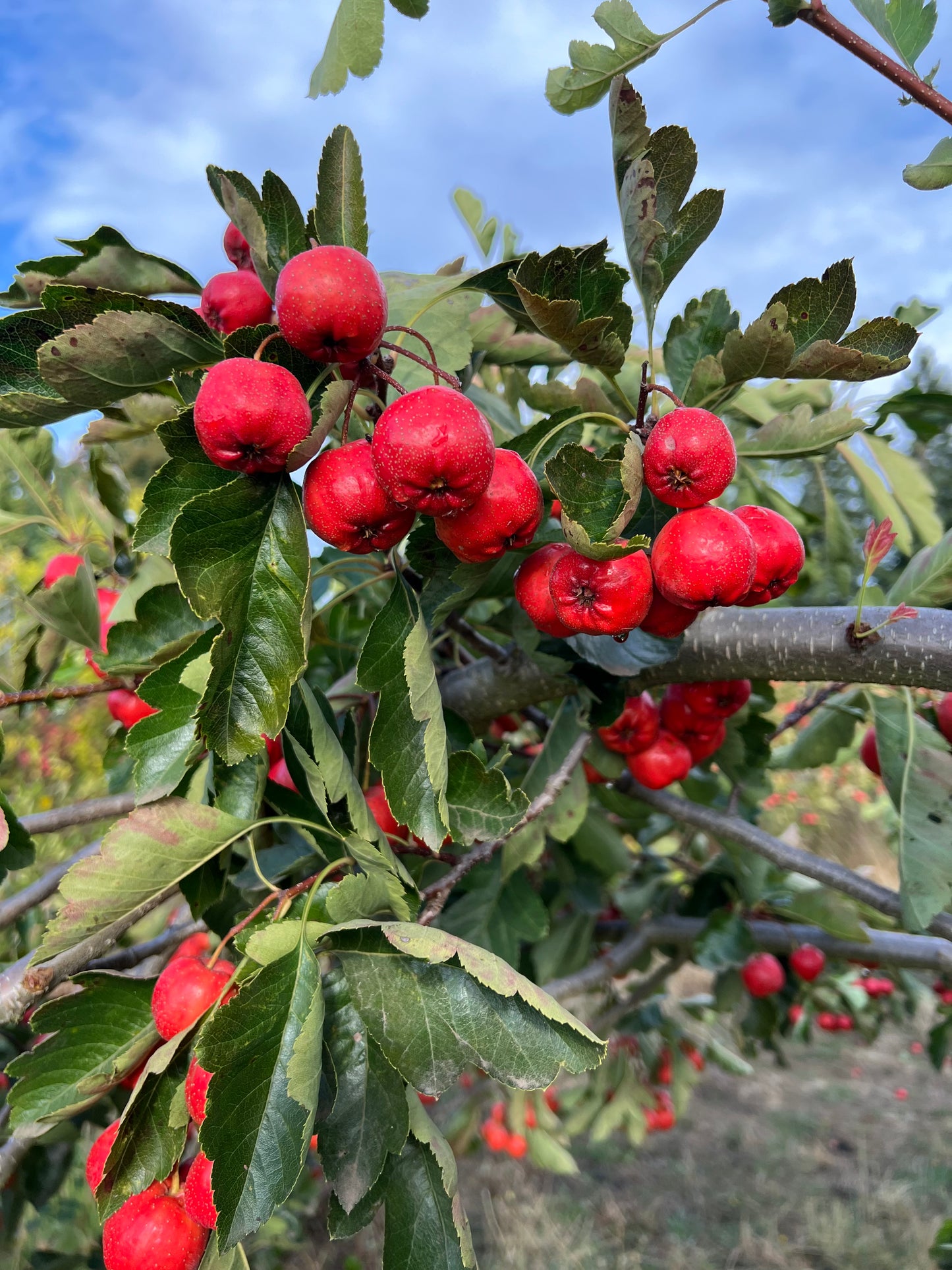 Giant Red Orange Chinese Hawthorn tree, bare root. 金桔红山楂，山査子（サンザシ）