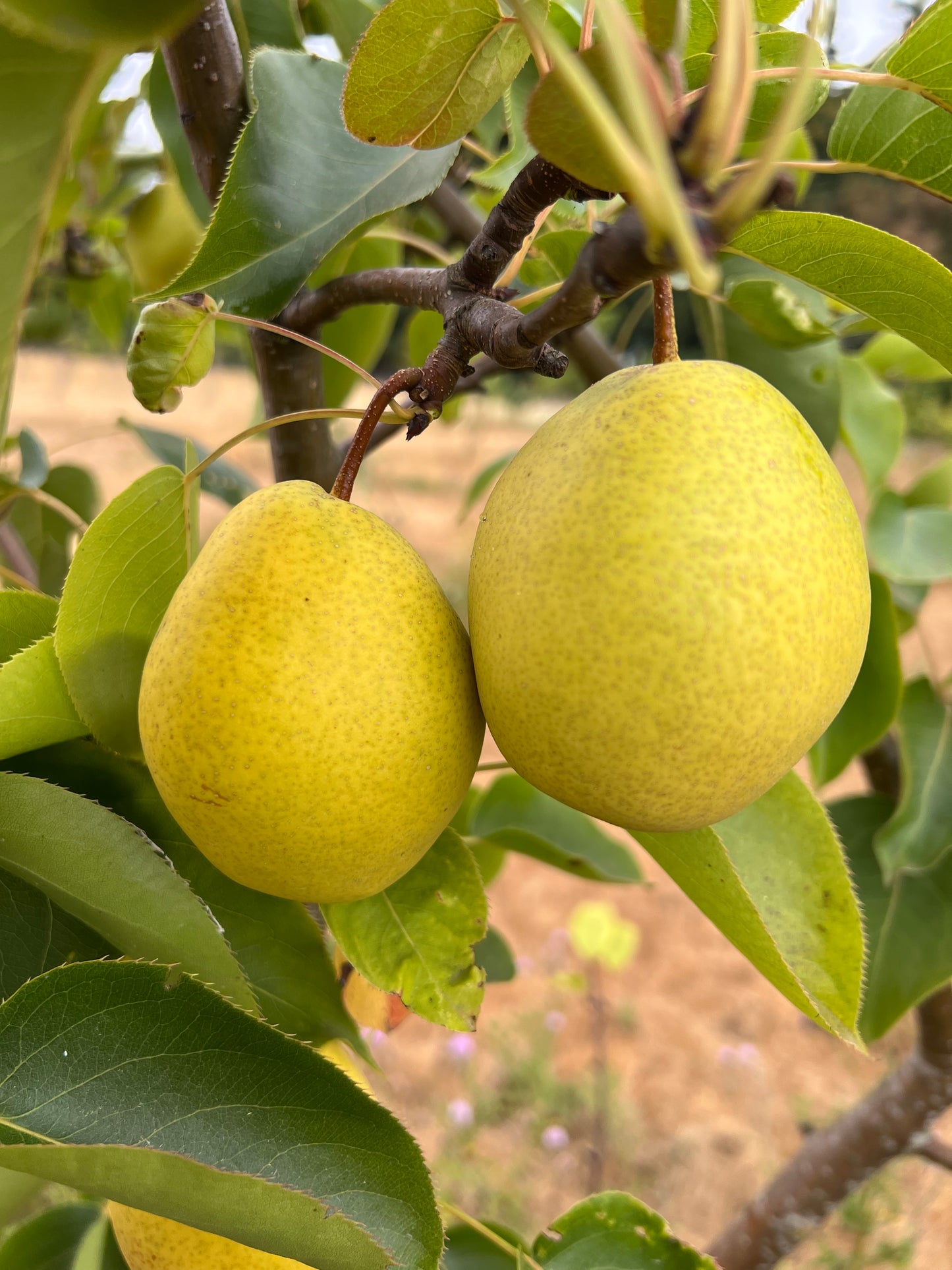 Honey Jar Asian Pear Tree, bare root, Very Sweet, Very Juicy, Very Early