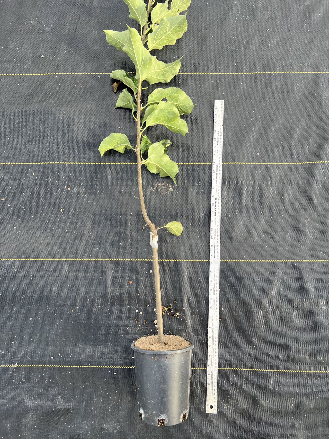 Anna Apple Tree on M7, Bare Root, 3/8" . low chill requirement, great apple tree for southern regions, especially the Gulf Coast.