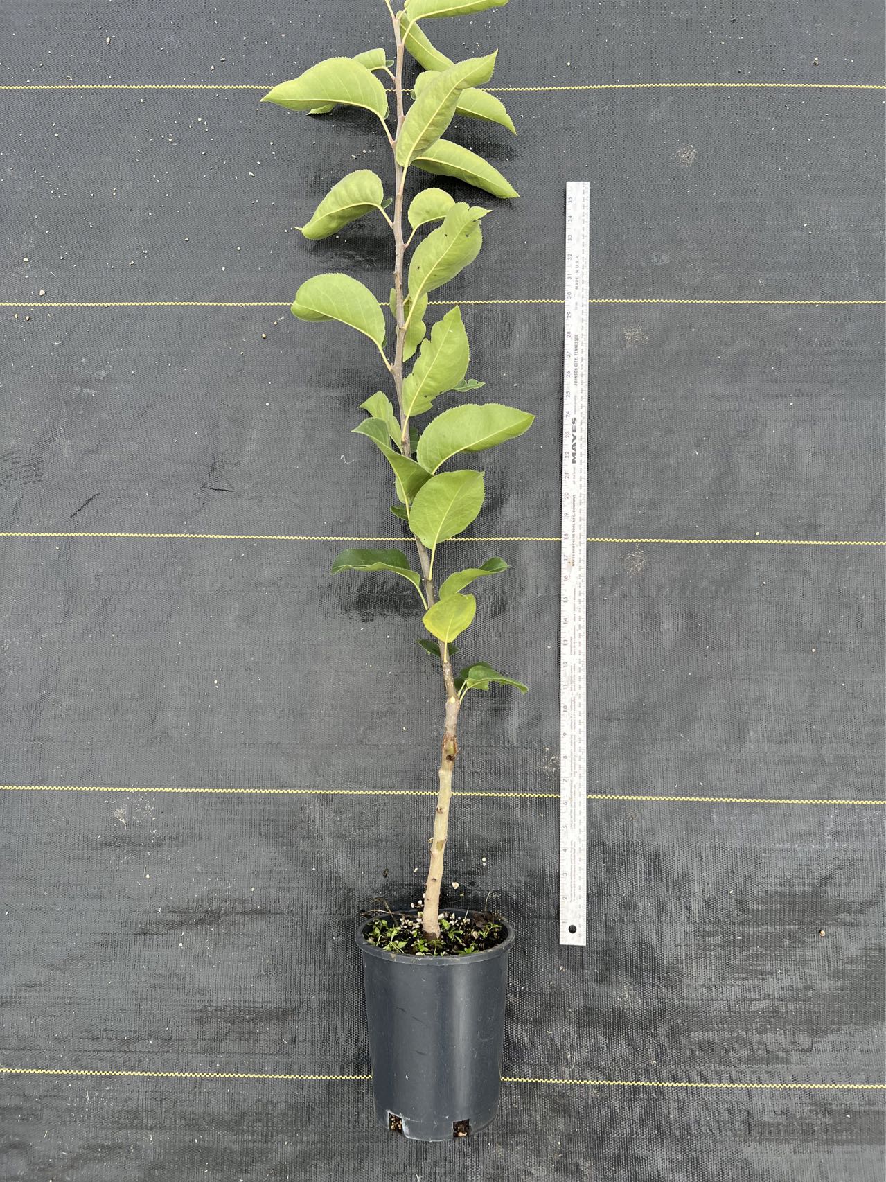 Hosui Asian Pear Tree, Bare Root, 3/8" ,豊水（ほうすい）,丰水梨