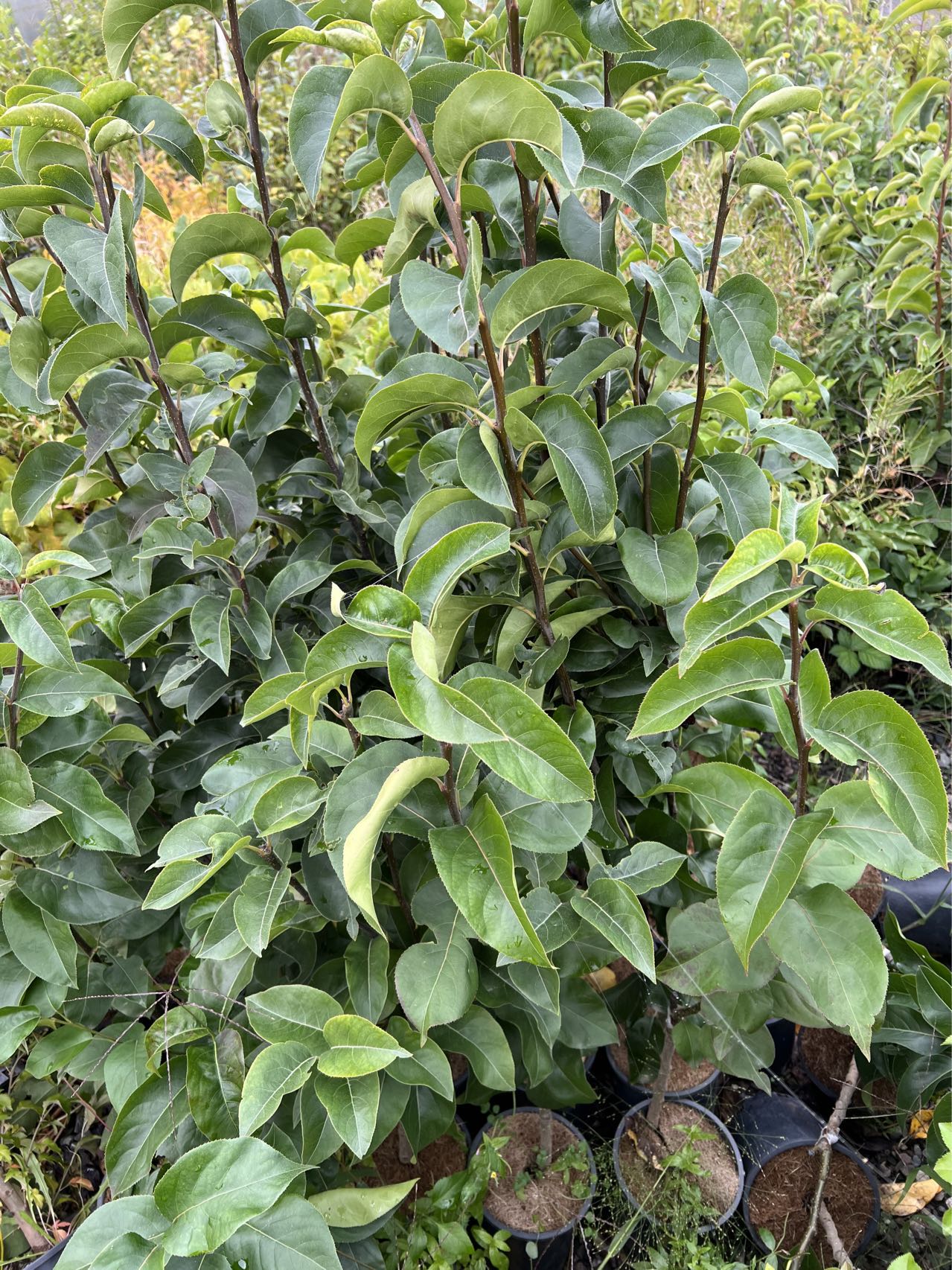 Bosc European Pear Tree, Bare Root