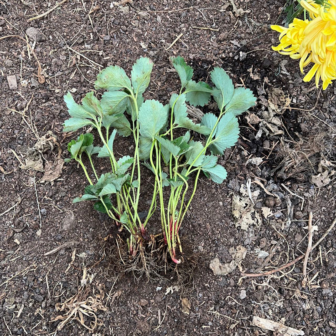 Japanese Peach Strawberry  "Momo Ichigo" plants, 10 bare root plants, 桃薫（とうくん）