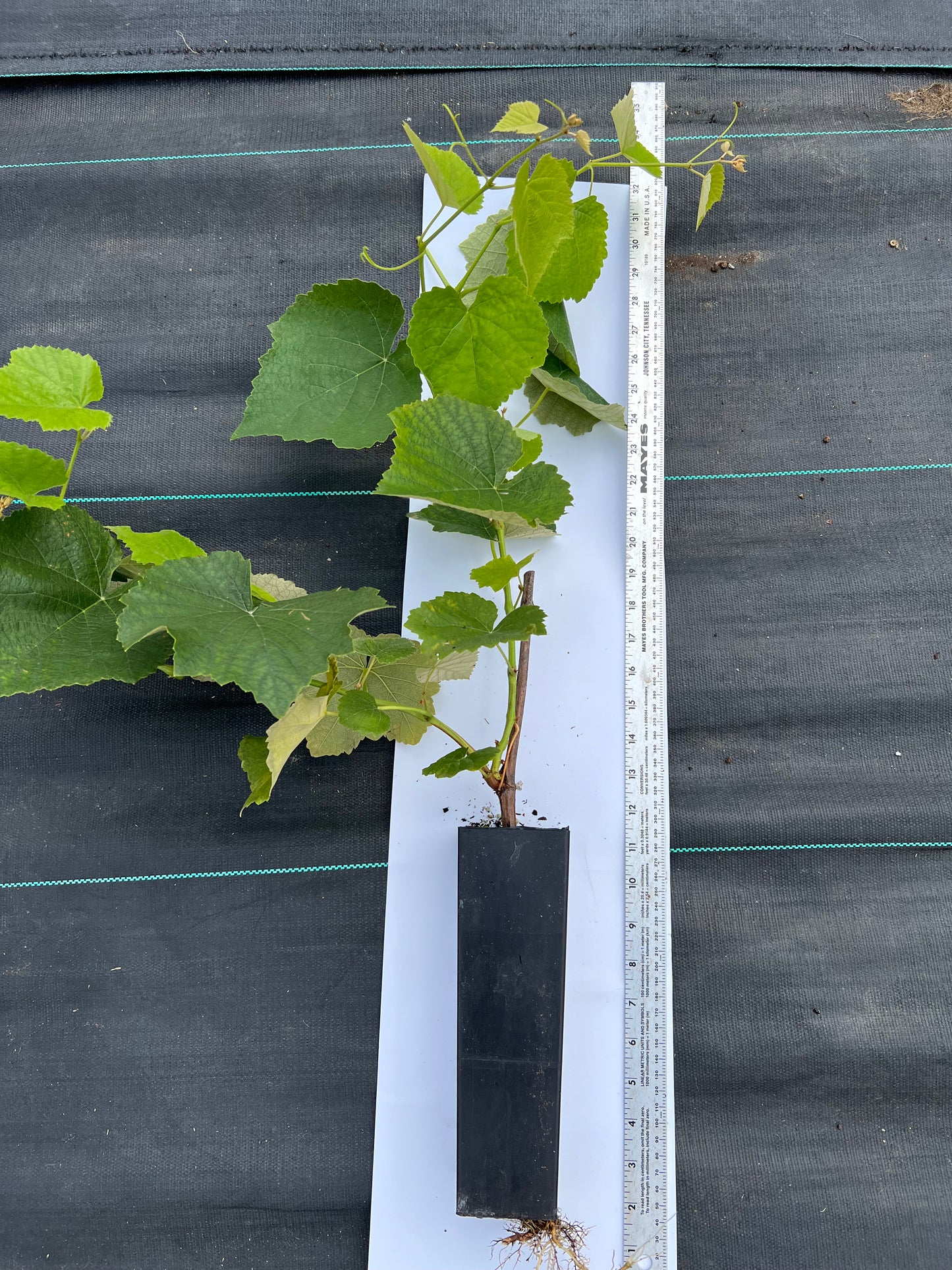 Thomcord Seedless table grape plants