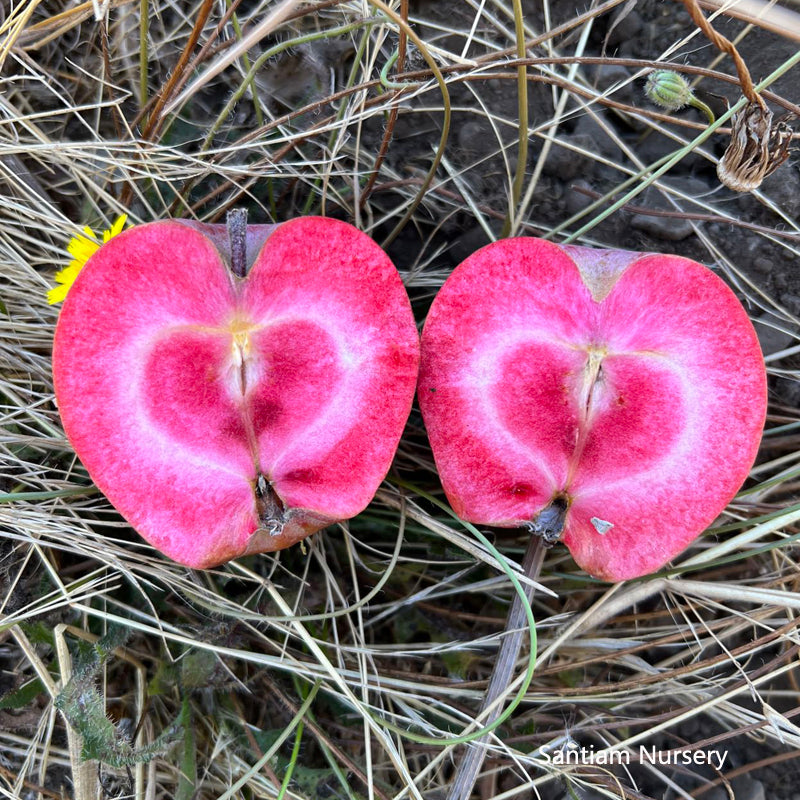 Almata red flesh apple tree, bare root