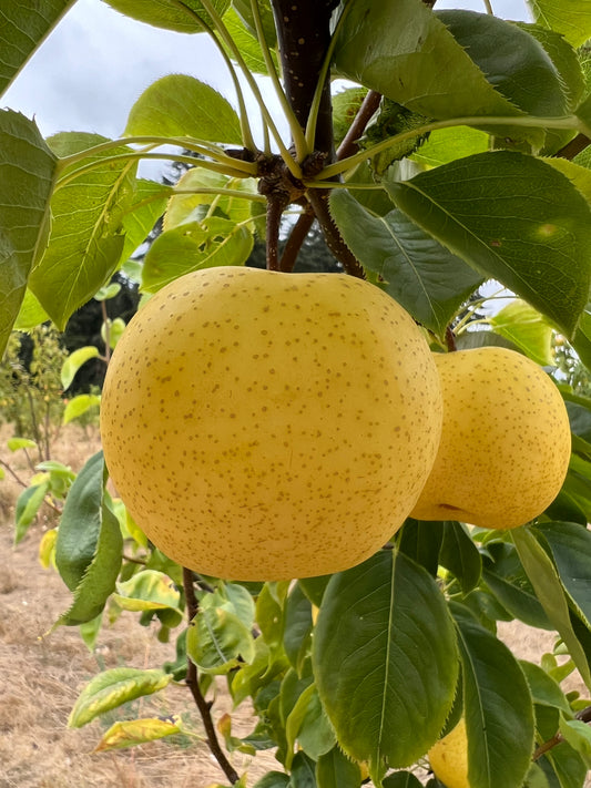 10 Korean Golden Pear Tree