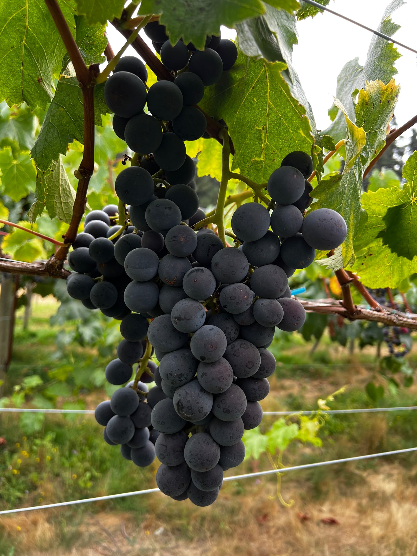 Japanese Kyoho Grape Plant, Potted, 巨峰葡萄苗 교호포도