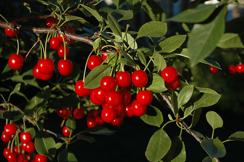 Evans Bali Pie Cherry Tree, Bare Root