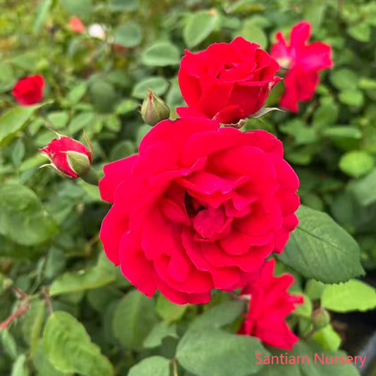 Blaze Climbing Rose Plant – Live Potted Red Climber, Fast Growing & Hardy