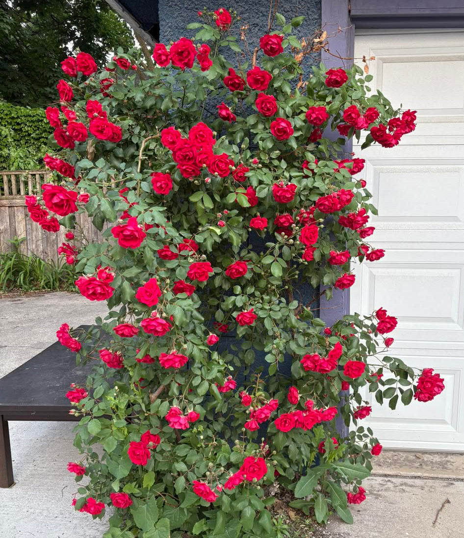 Blaze Climbing Rose Plant – Live Potted Red Climber, Fast Growing & Hardy