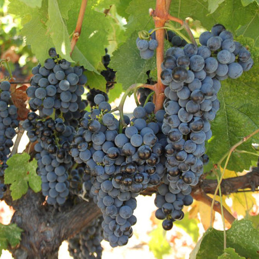 Cabernet Sauvignon Grape Plant, Potted