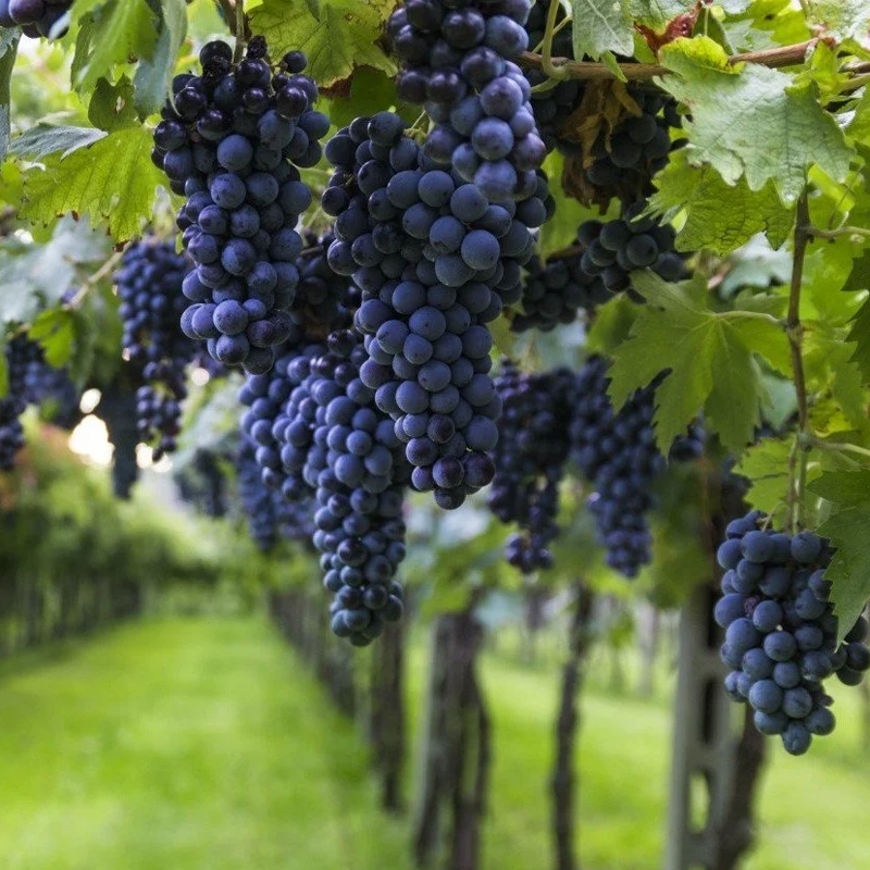 Cabernet Sauvignon Grape Plant, Potted