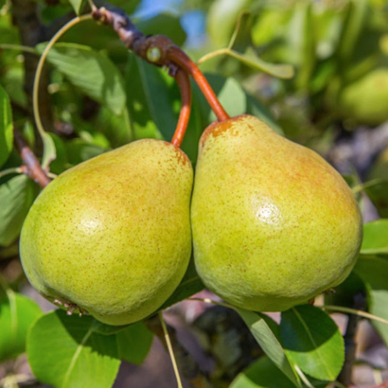 Comice European Pear Tree, Bare Root – Santiam Nursery