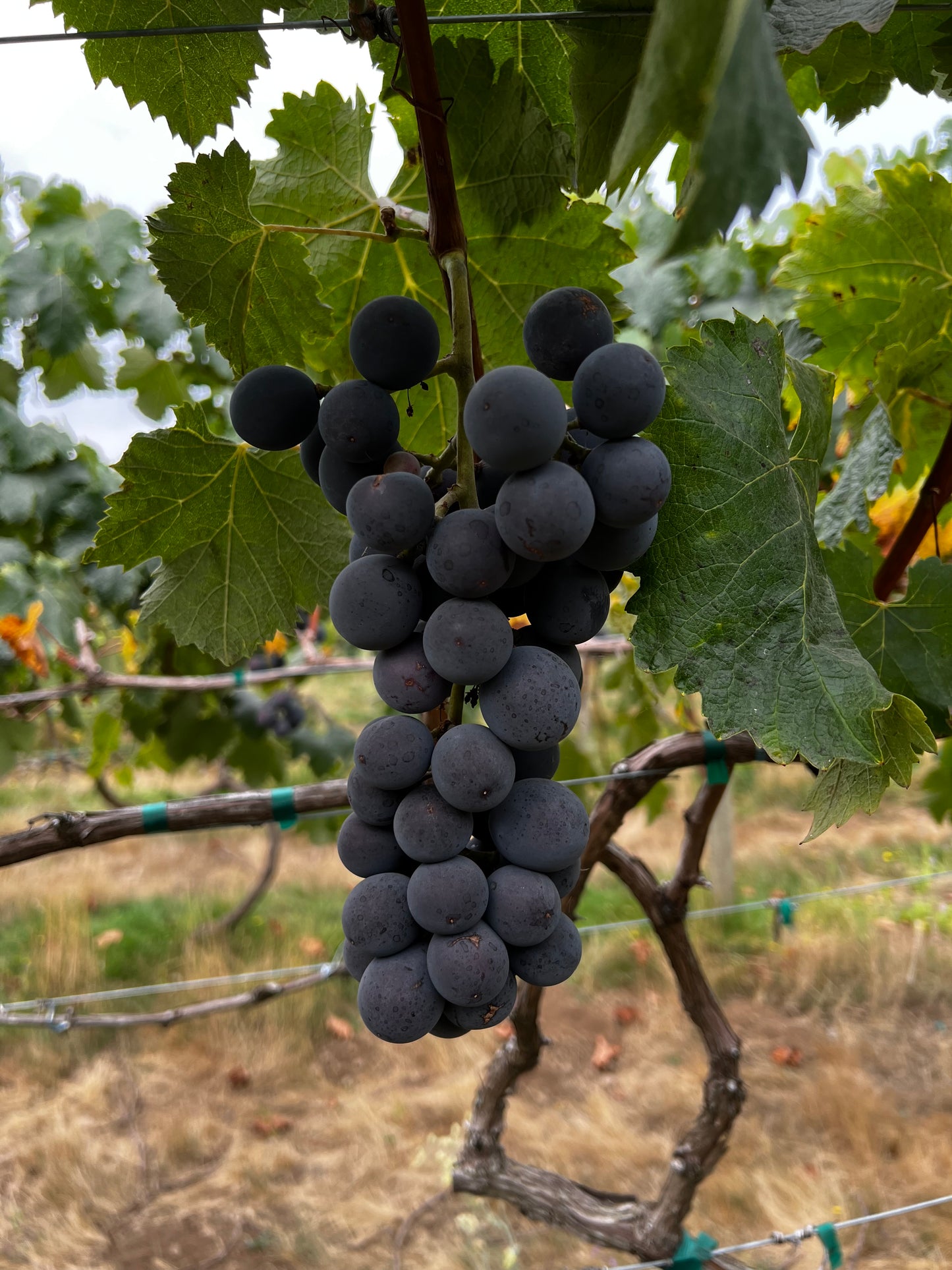 Japanese Kyoho Grape Plant, Potted, 巨峰葡萄苗 교호포도